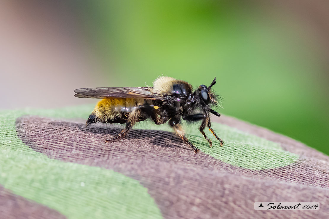 Laphria flava 