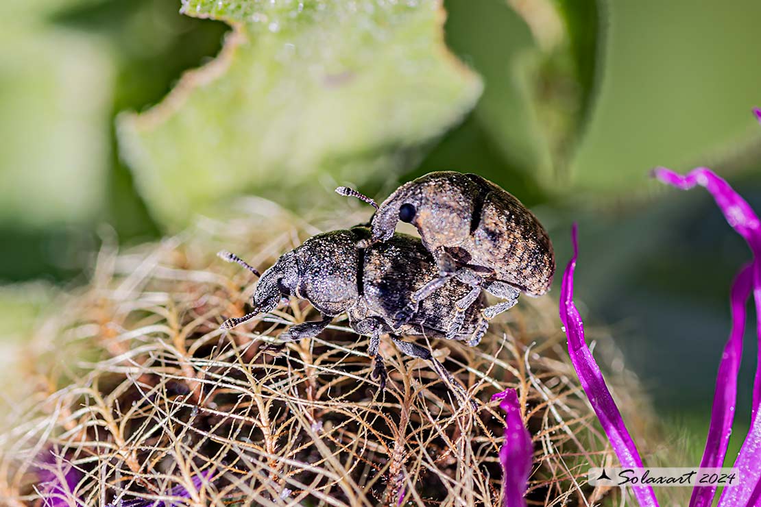 Larinus obtusus