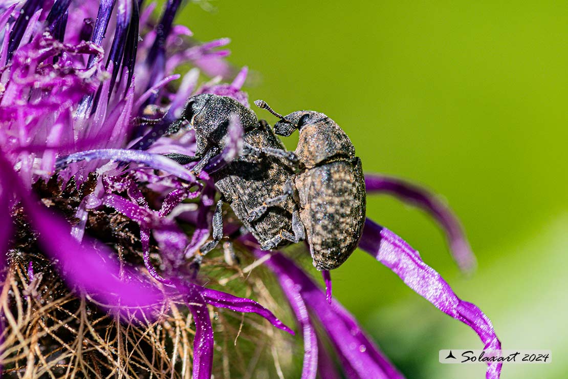 Larinus obtusus
