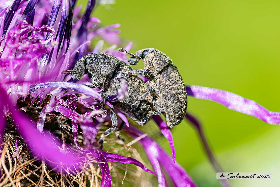 Larinus obtusus