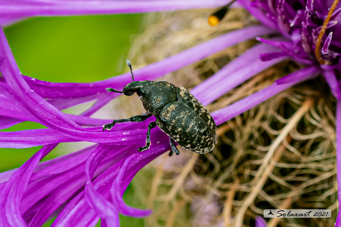 Larinus turbinatus
