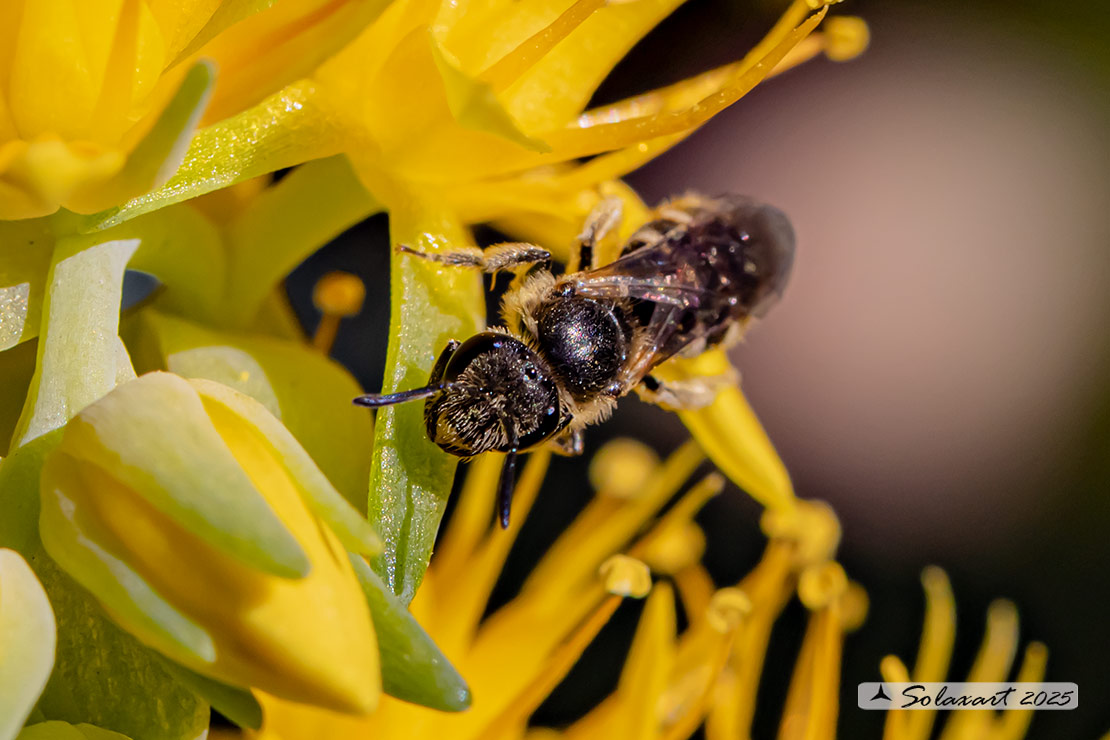 Lasioglossum sp