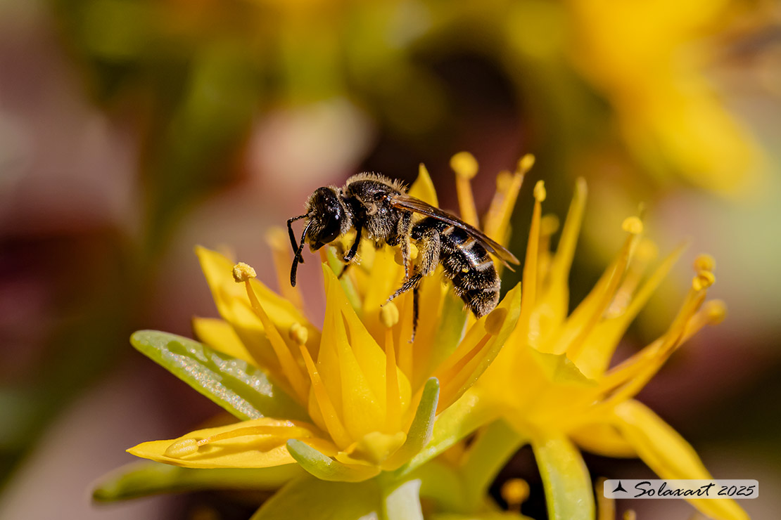 Lasioglossum sp