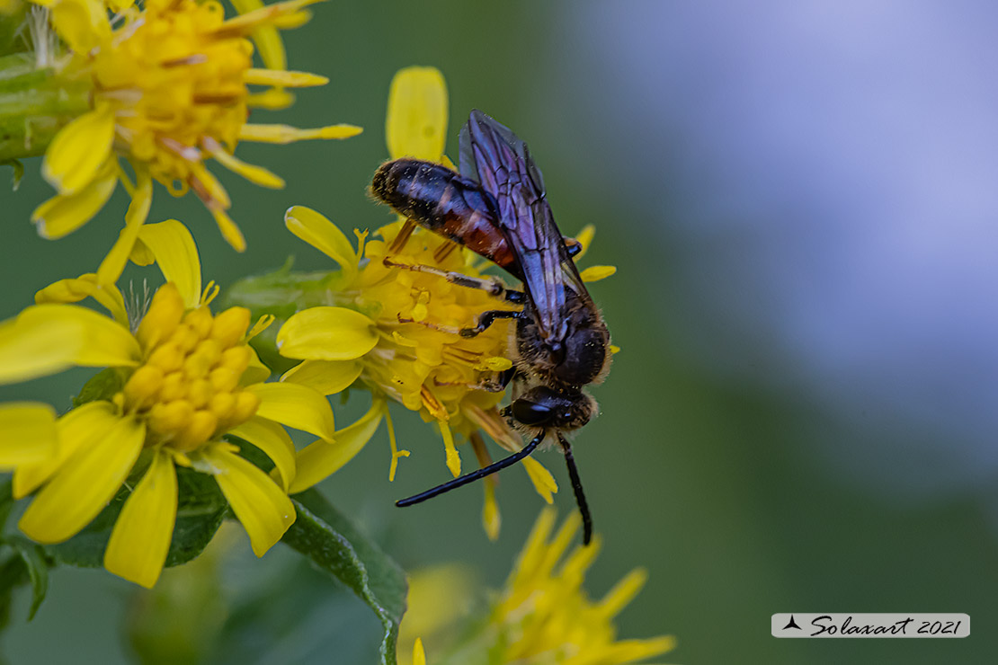 Lasioglossum calceatum