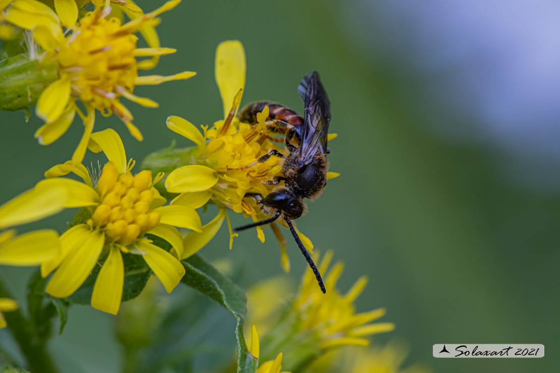 Lasioglossum calceatum