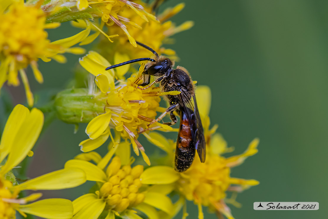 Lasioglossum calceatum