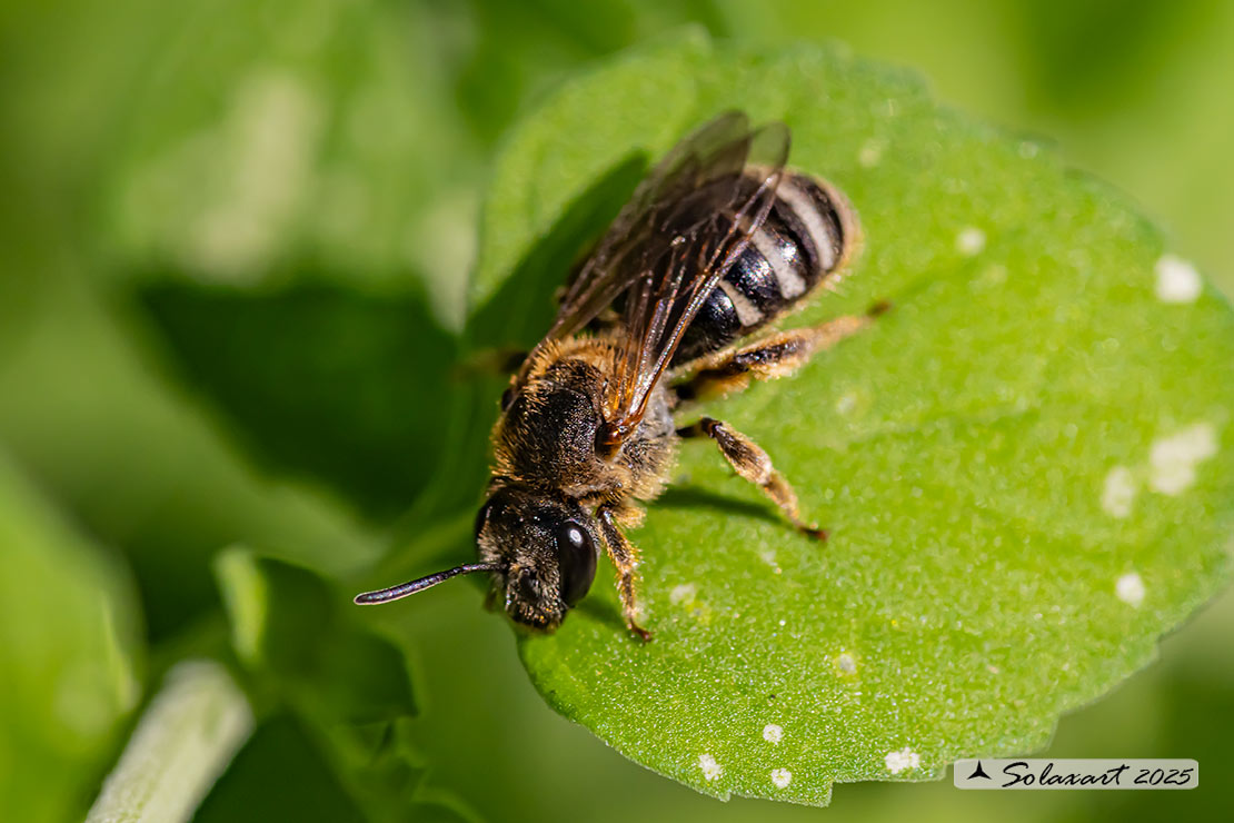 Lasioglossum calceatum