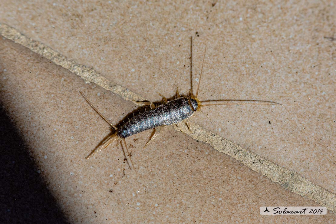 Lepisma saccharina; Argentino