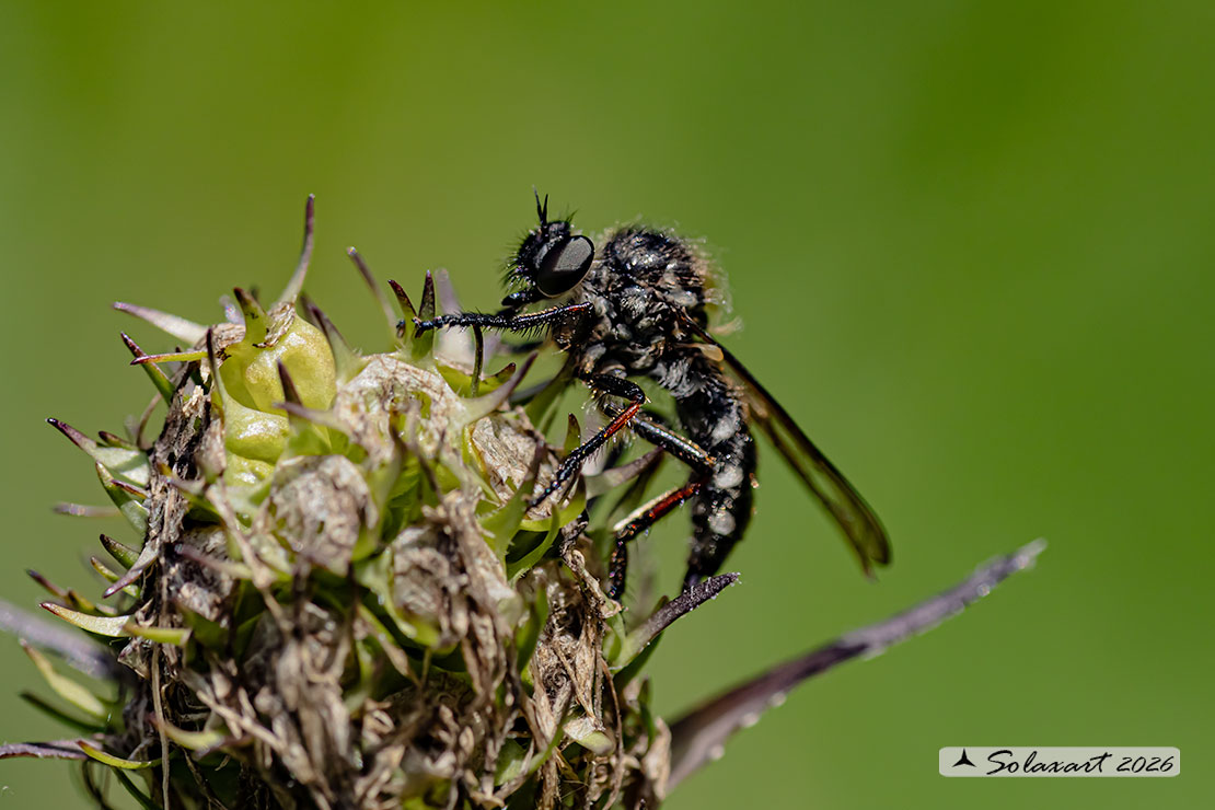 Leptarthrus brevirostris