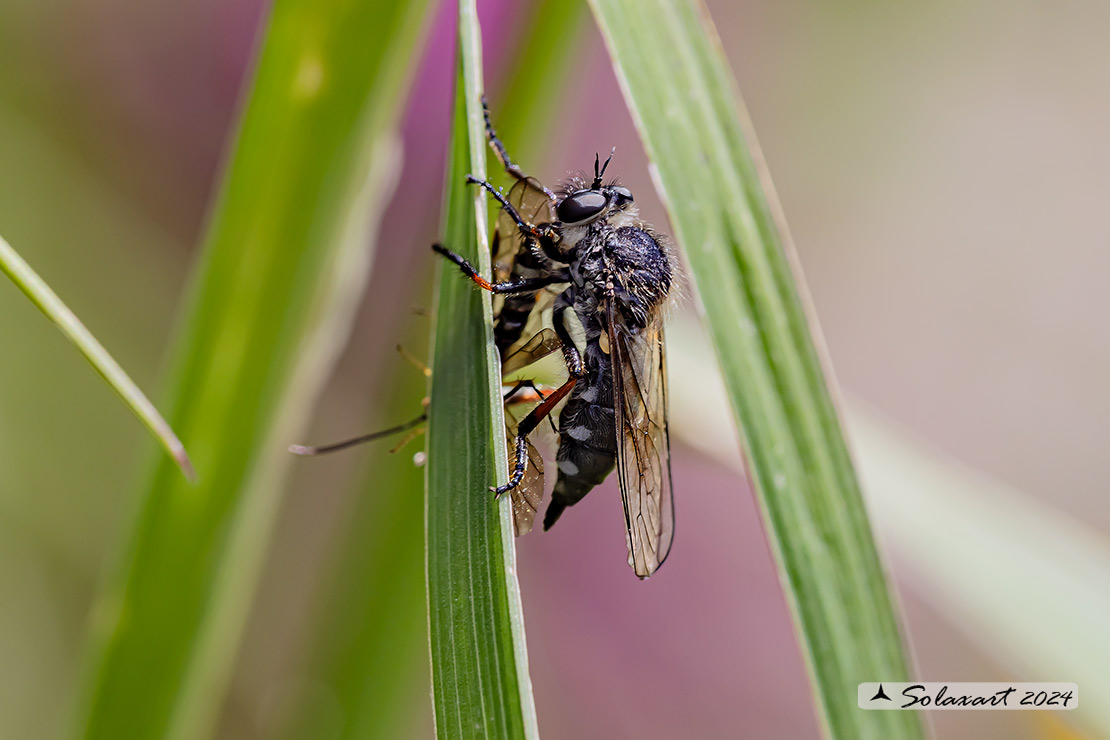 Leptarthrus brevirostris 