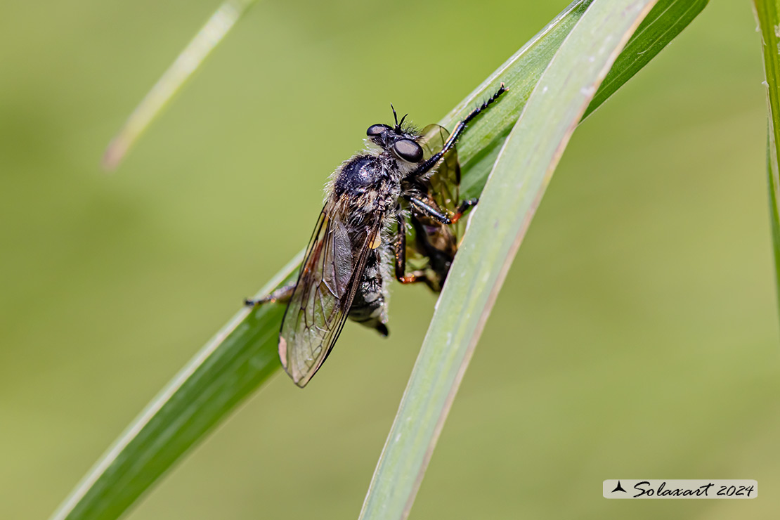 Leptarthrus brevirostris 