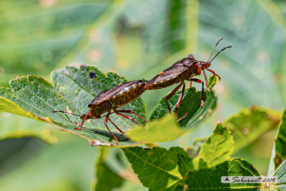 Leptoglossus occidentalis