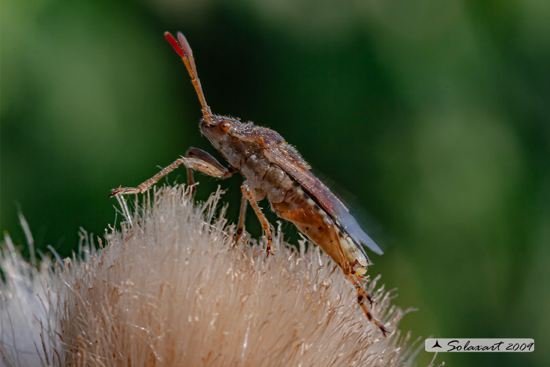 Leptoglossus occidentalis
