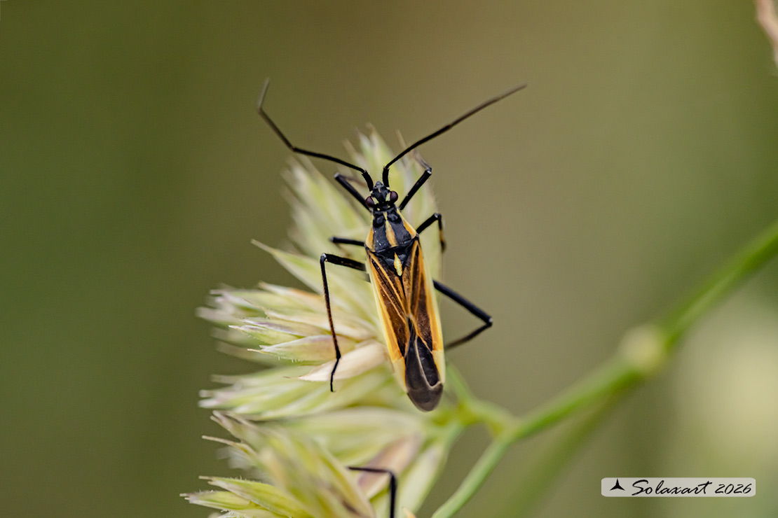 Leptoterna dolabrata