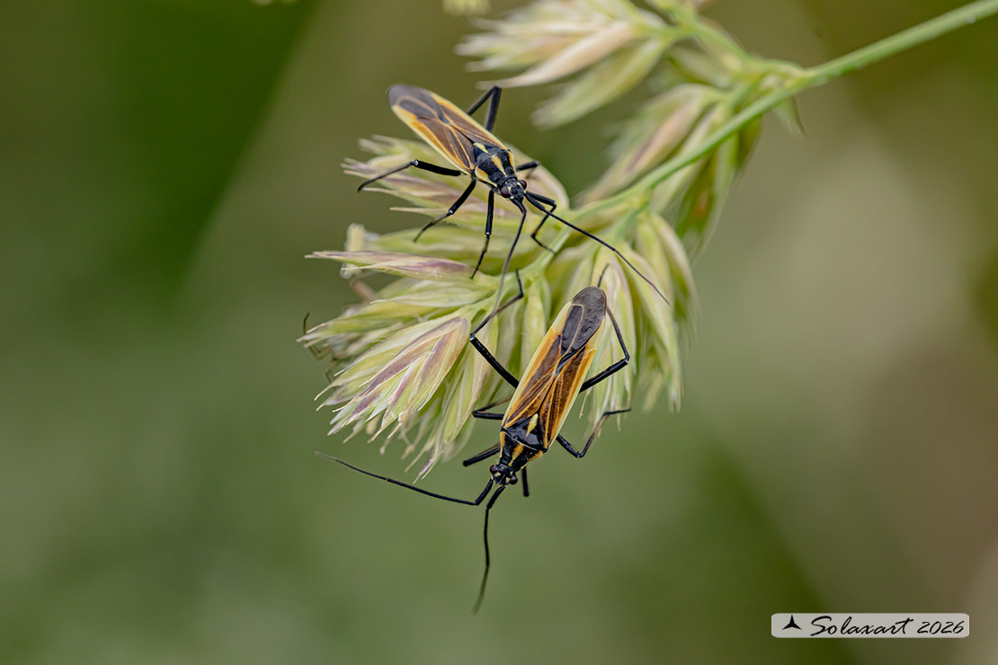 Leptoterna dolabrata