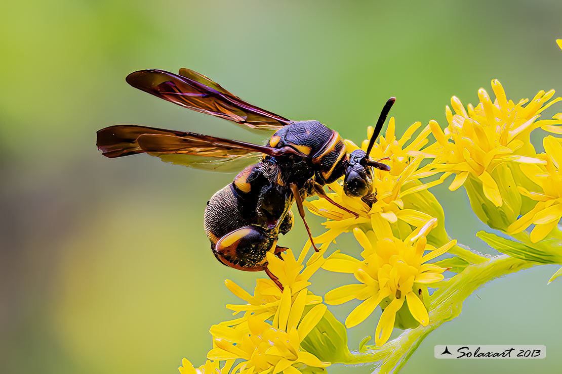 Leucospis sp femmina