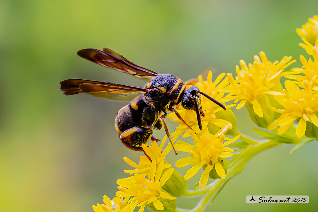 Leucospis sp femmina