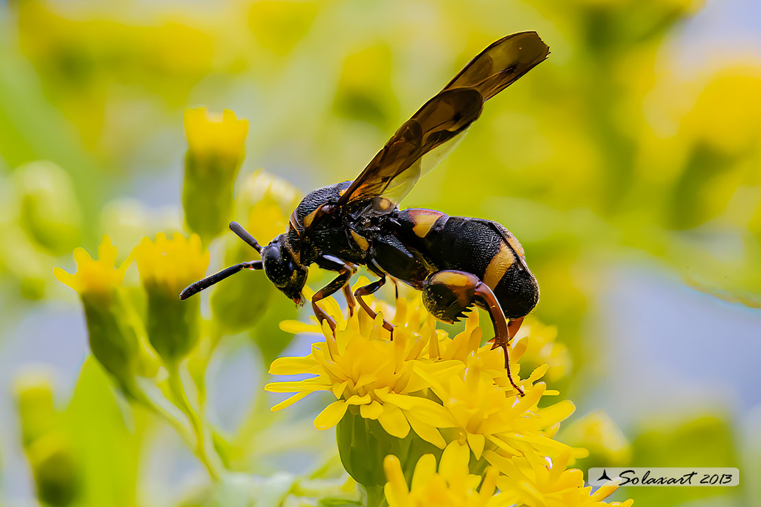 Leucospis sp femmina