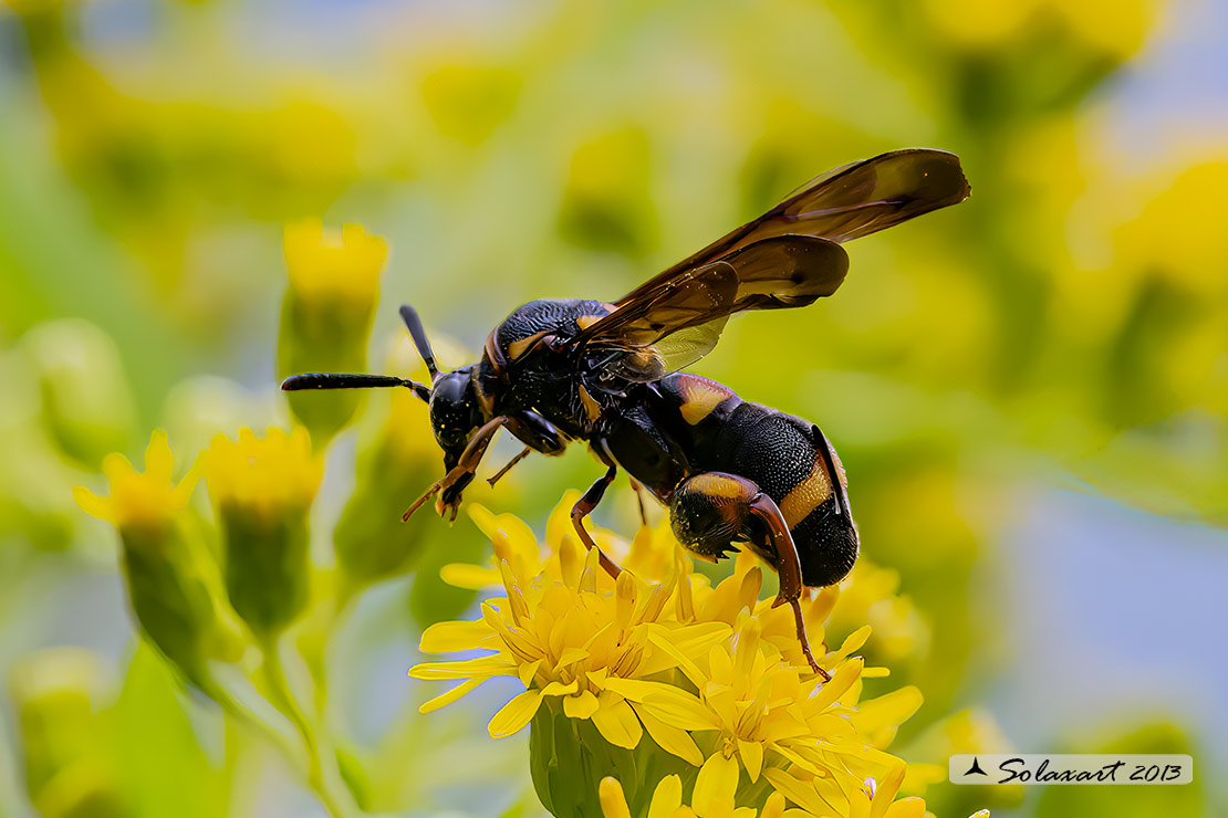 Leucospis sp femmina