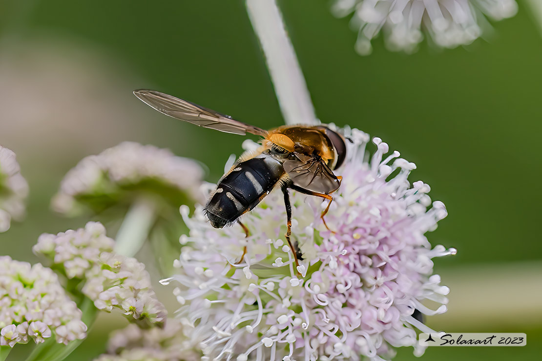 Leucozona glaucia