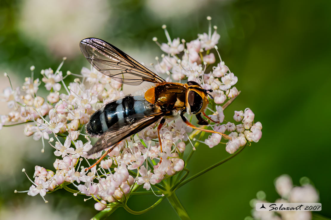 Leucozona glaucia