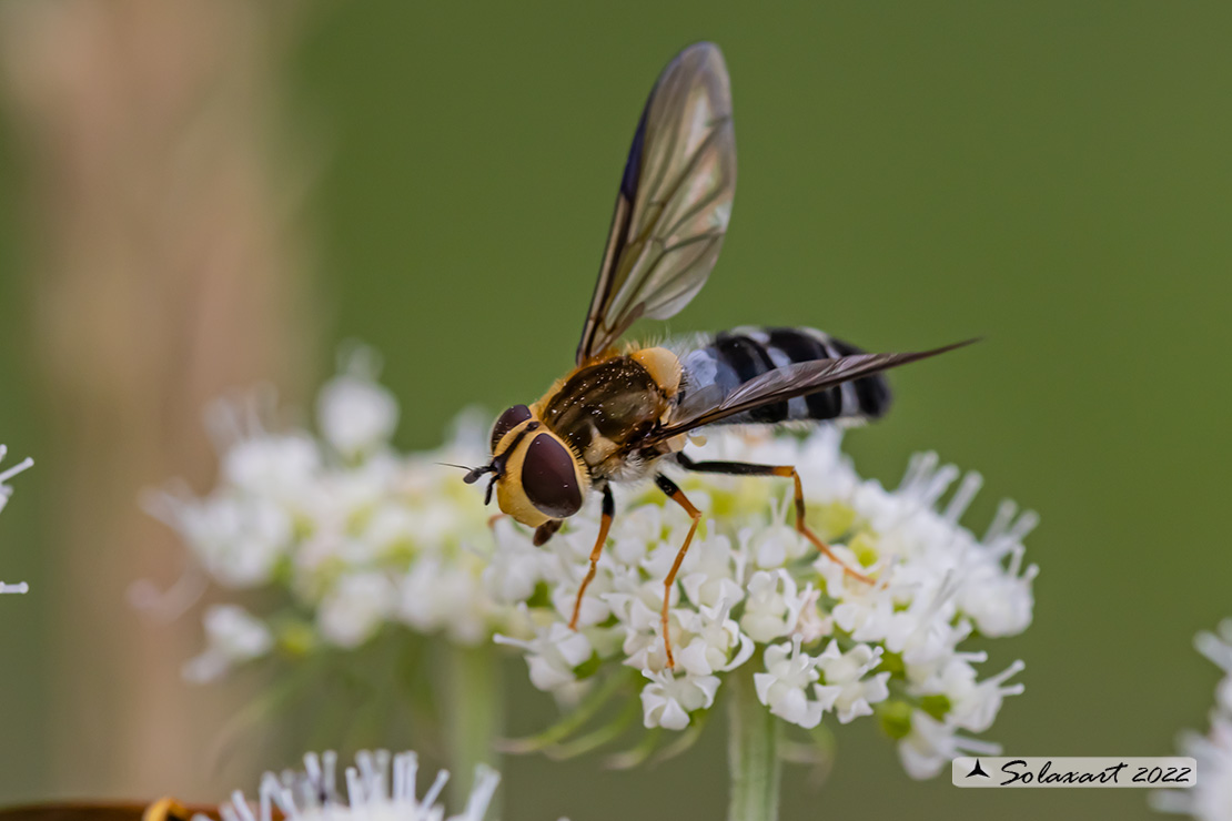 Leucozona glaucia