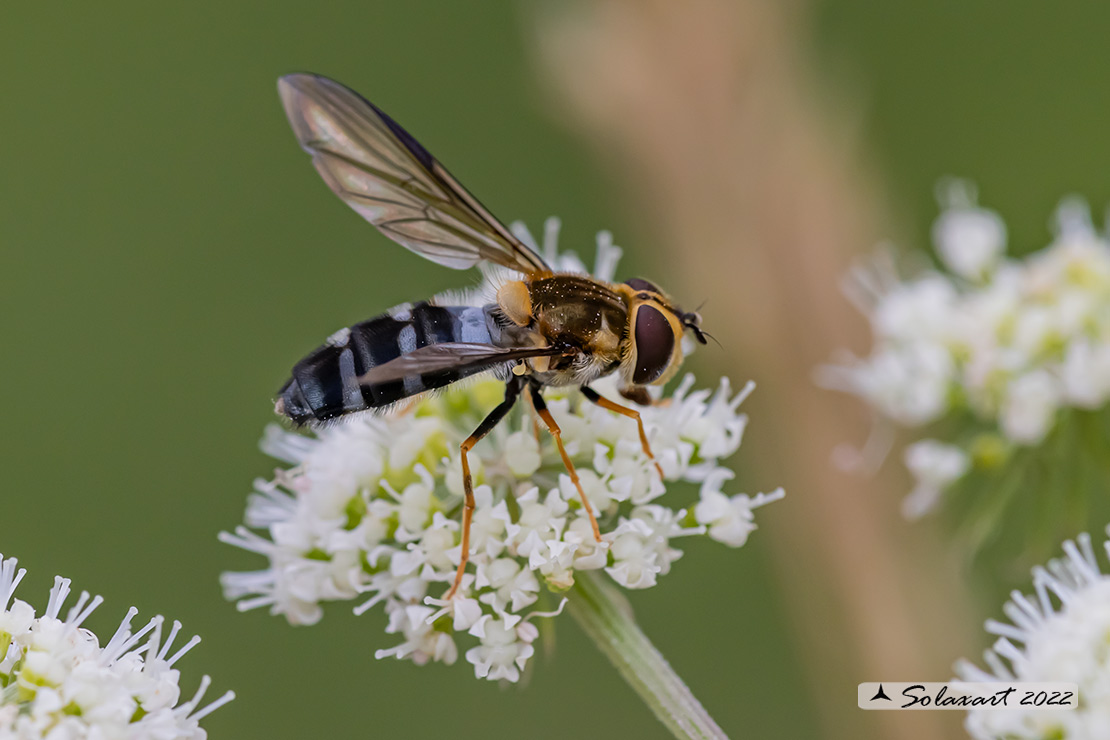 Leucozona glaucia