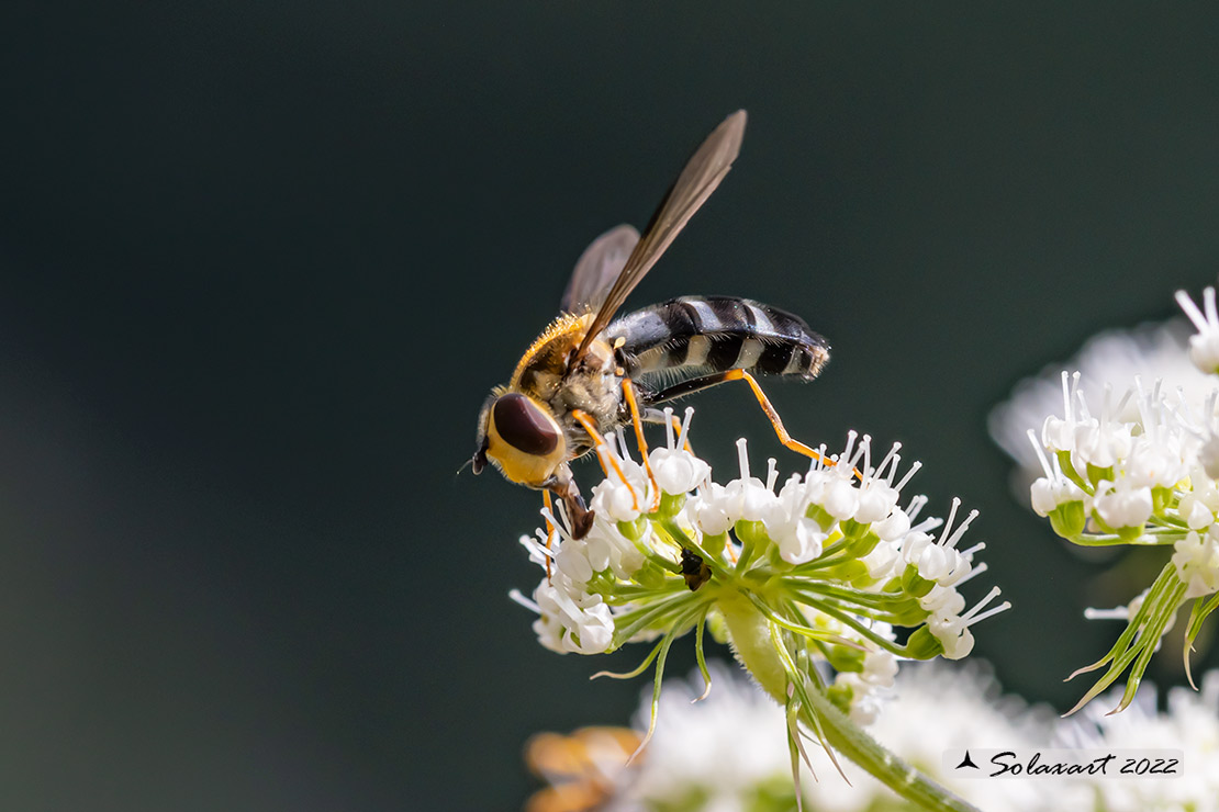 Leucozona glaucia