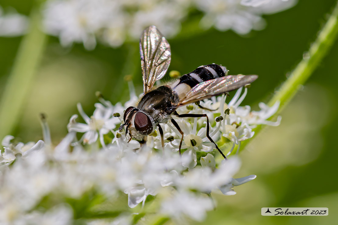 Leucozona lateraria