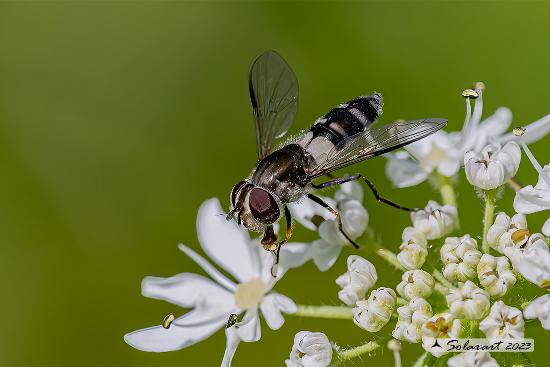 Leucozona lateraria