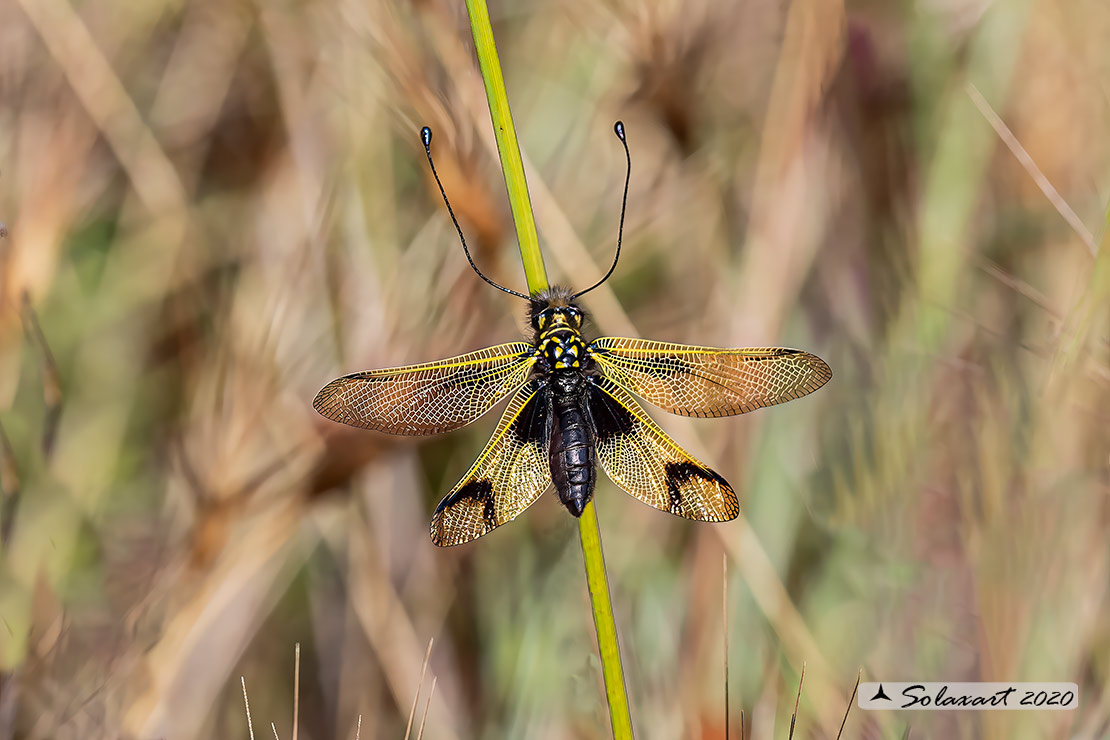 Libelloides longicornis - Ascalafo Giallo (femmina) - Black yellow owlfly (female)