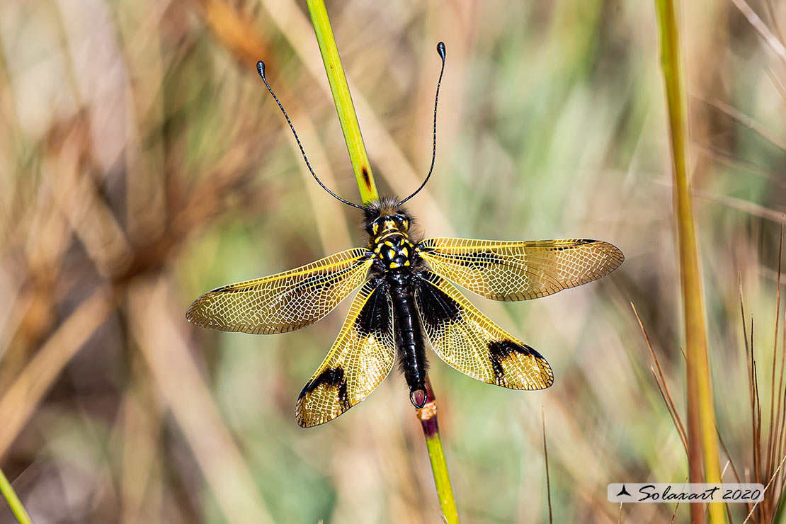 Libelloides longicornis - Ascalafo Giallo (maschio) - Black yellow owlfly (male)