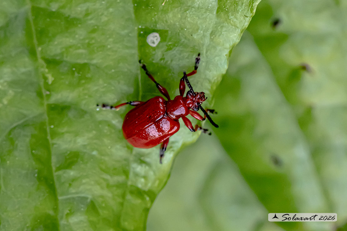 Lilioceris merdigera