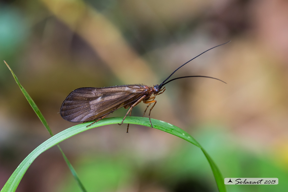 Limnephilidae; genere Anabolia; specie (80%) nervosa