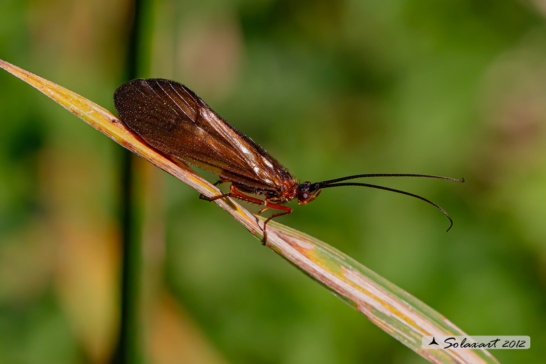 Limnephilidae , Drusus sp
