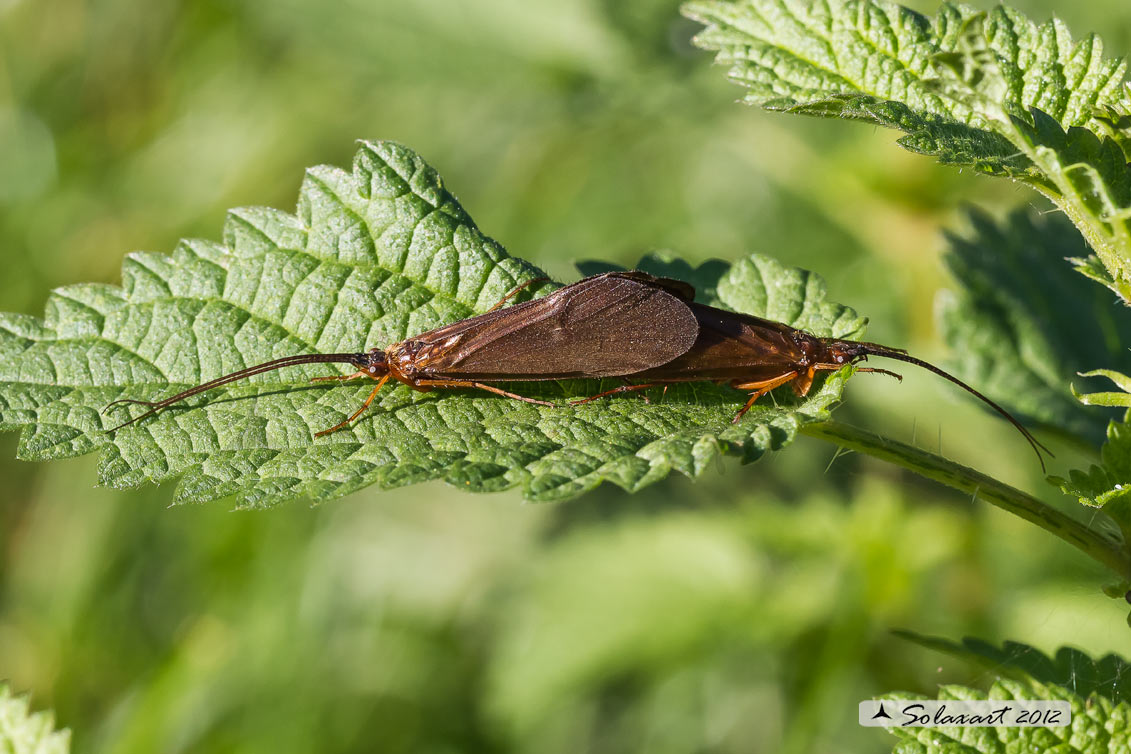 Limnephilidae , Drusus sp