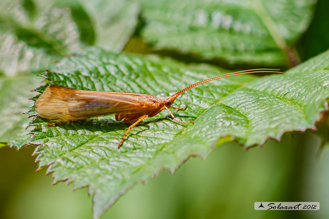 Hexapoda Trichoptera Limnephilidae Limnephilus sp.