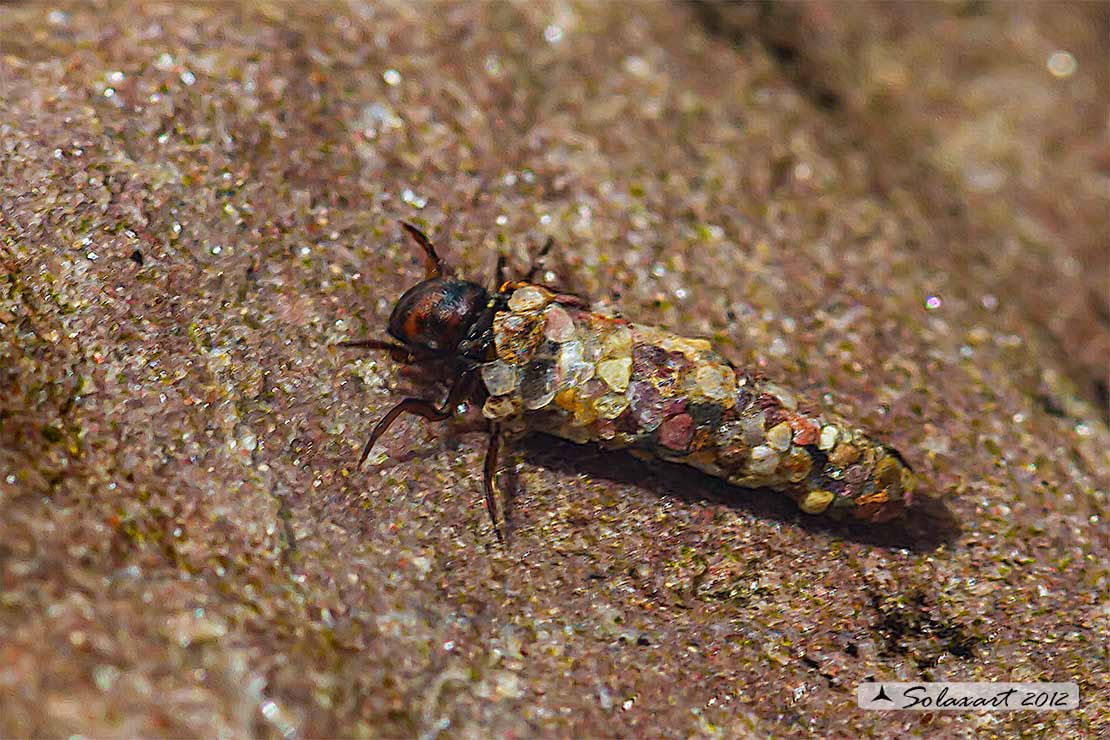 Larva di Tricottero - Portasassi