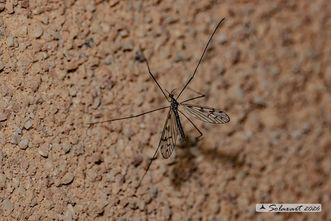 Limonia maculipennis