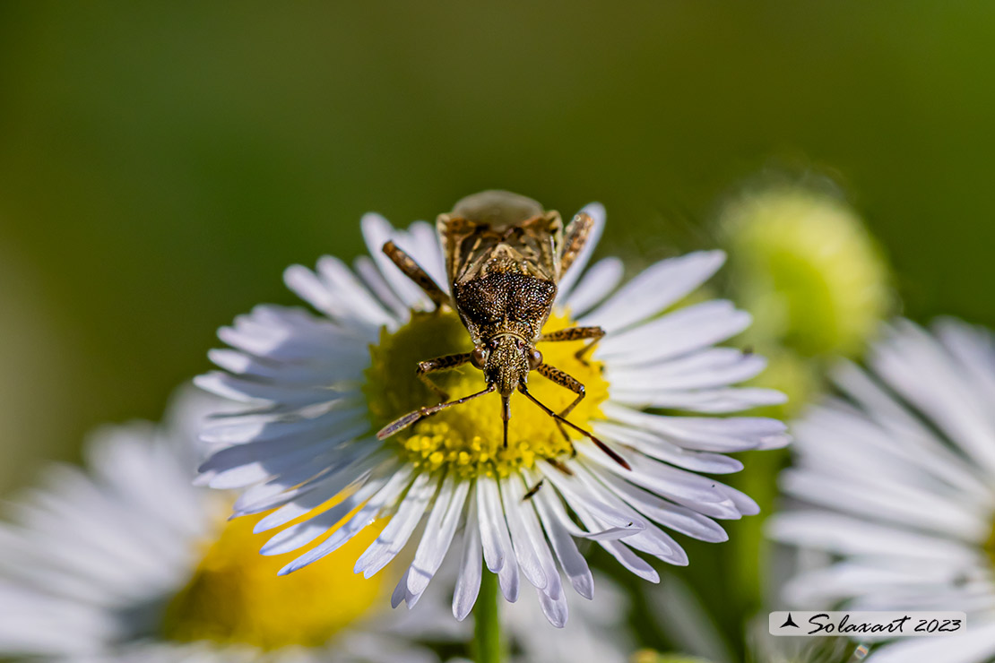 Liorhyssus hyalinus