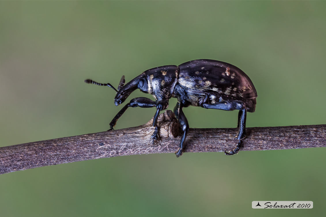 Ordine: Coleoptera; Famiglia: Curculionidae; Specie: Liparus germanus