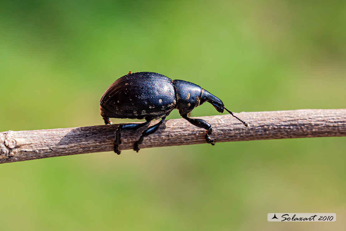 Liparus germanus