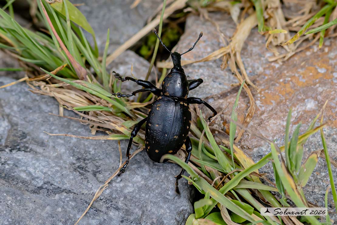 Liparus glabrirostris