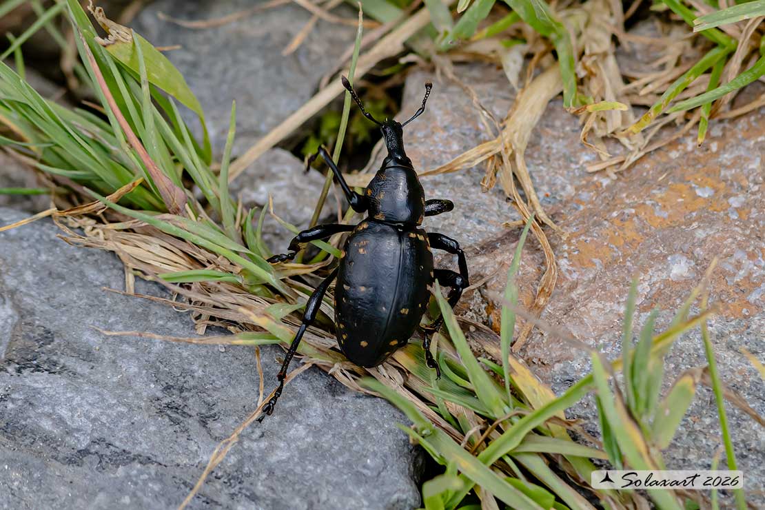 Liparus glabrirostis