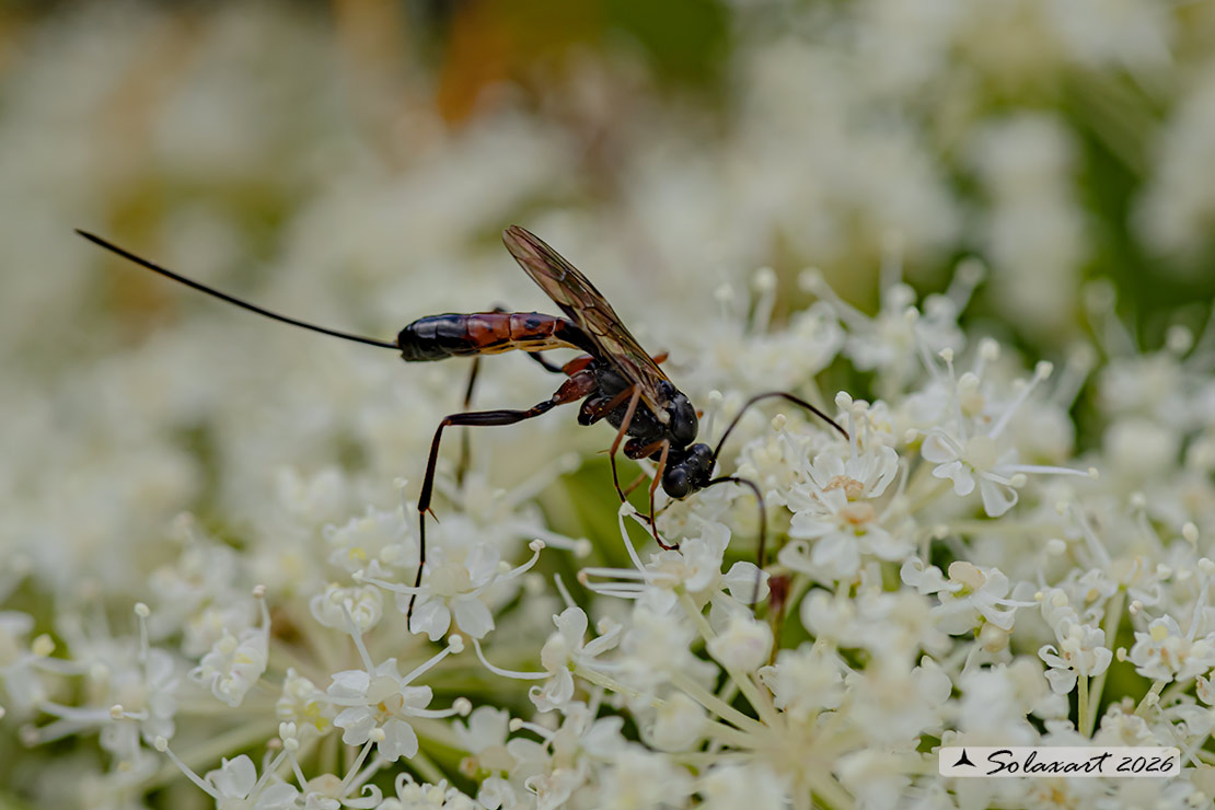 Lissonota cruentator