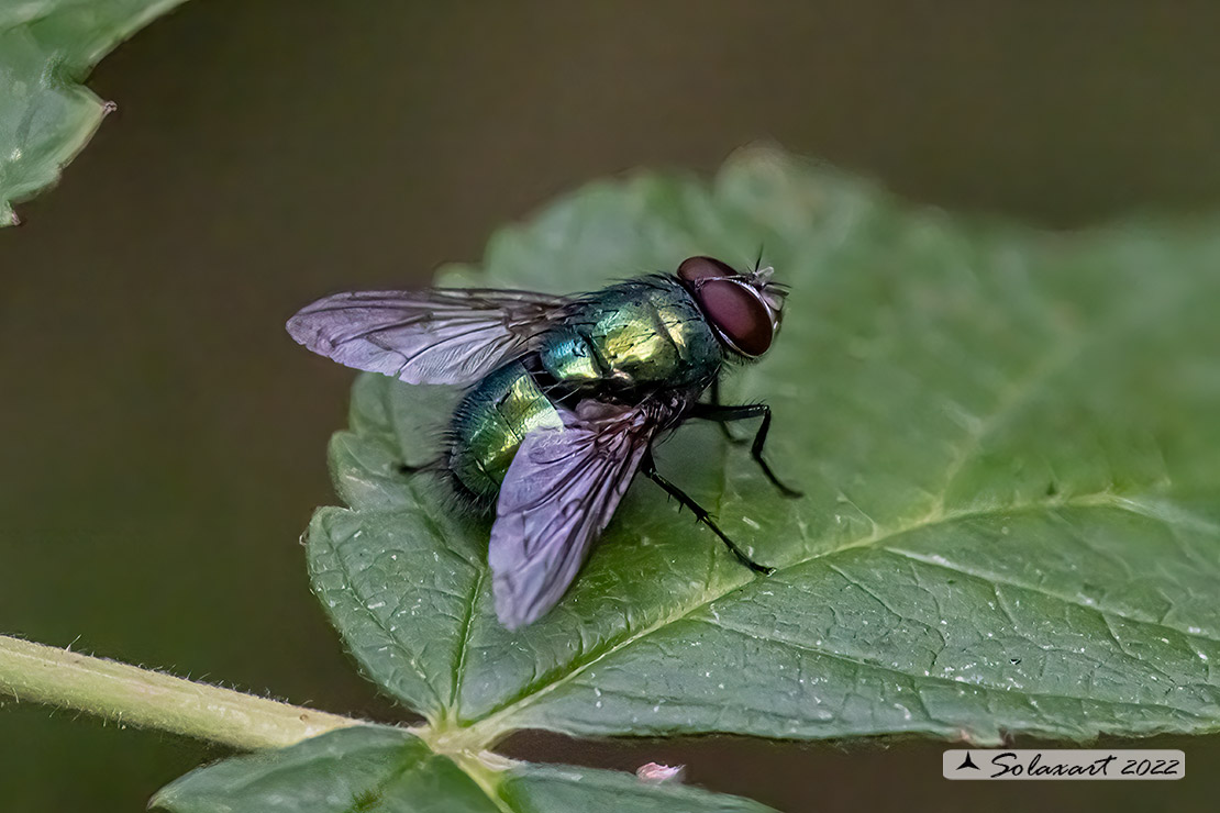 Lucilia caesar  (maschio maturo)