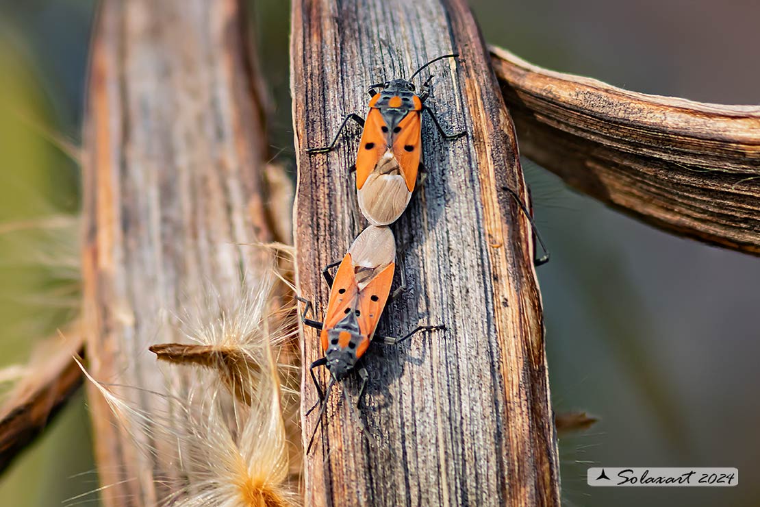 Lygaeus creticus