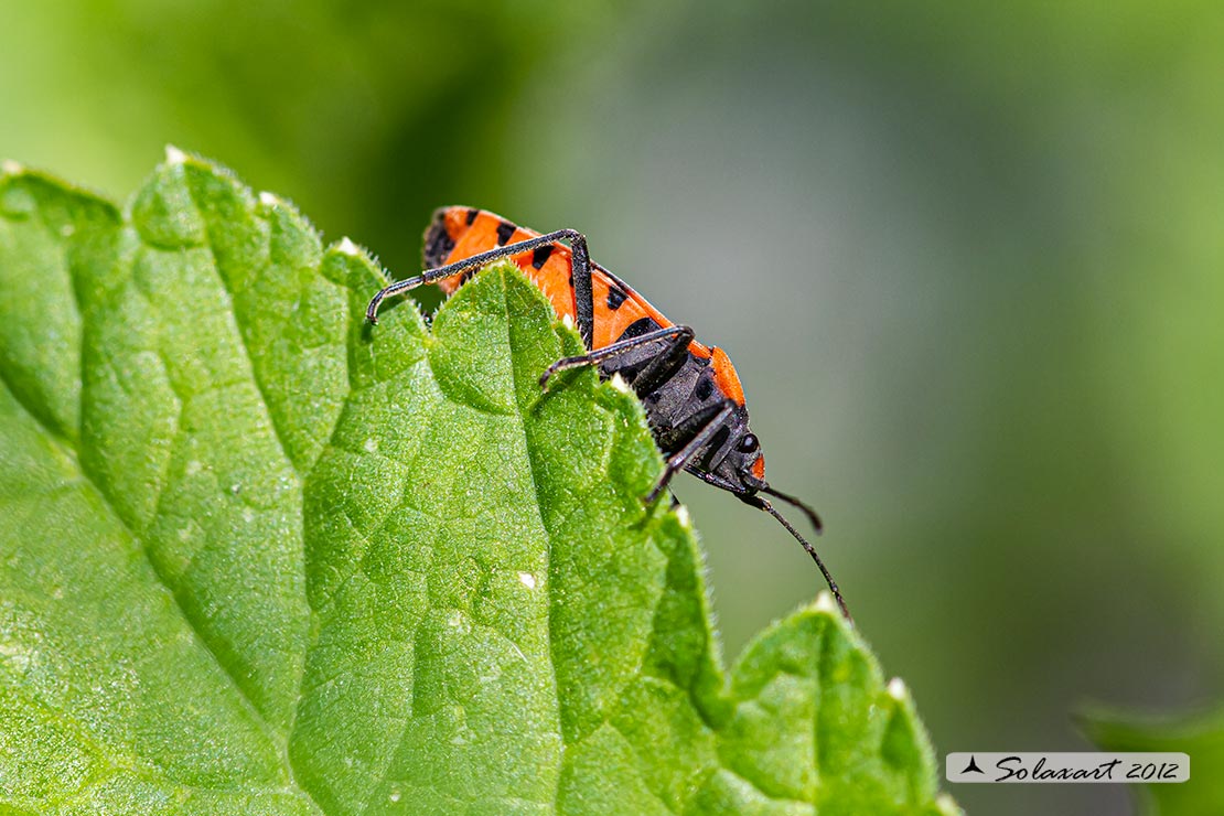 Lygaeus equestris