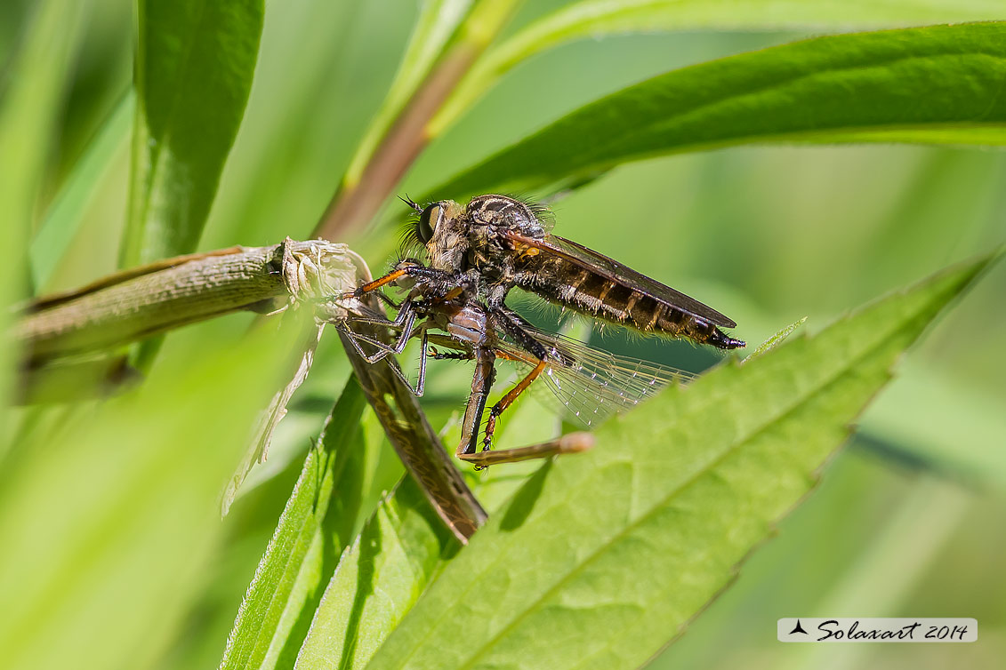 predatore: Machimus sp - preda: Ischnura sp