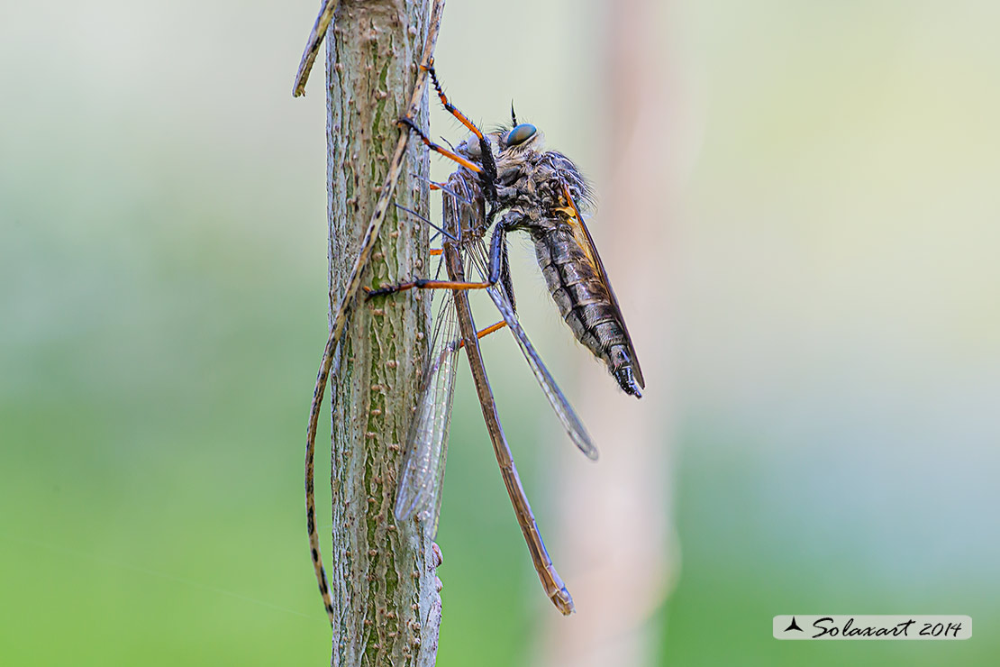 predatore: Machimus sp  -   preda: Ischnura sp